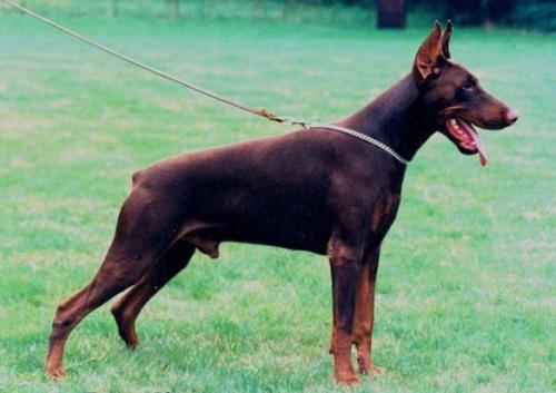 Orson v. Roveline | Brown Doberman Pinscher