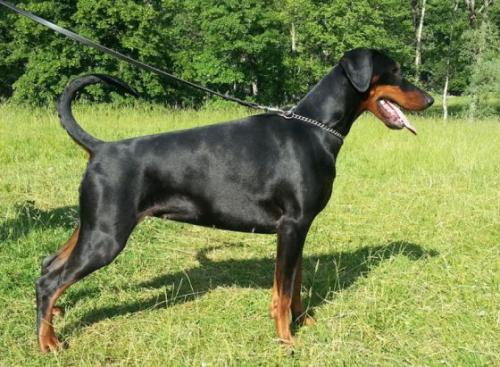 Conny del Colle della Guardia | Black Doberman Pinscher