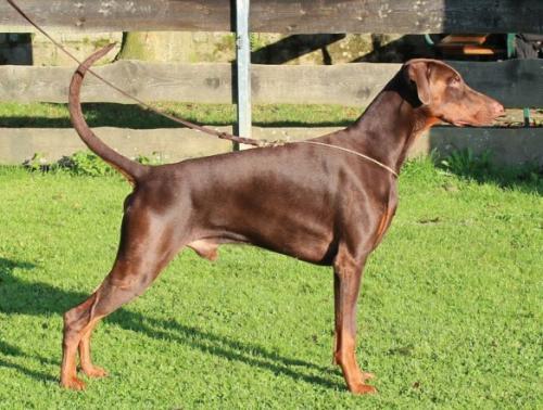 Oldshatterhand v. Bavaria | Brown Doberman Pinscher