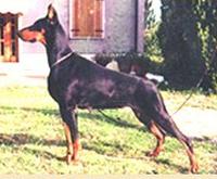 Rhea del Rio Bianco | Black Doberman Pinscher