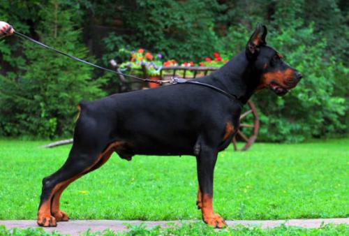 Zoltan v. Schwarze Kraft | Black Doberman Pinscher