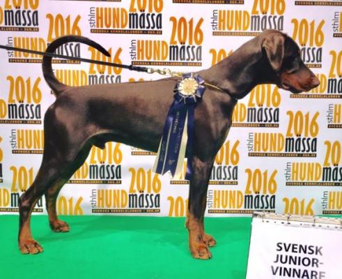 Dobvoyage Krut | Brown Doberman Pinscher