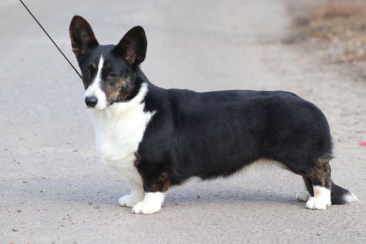 Loyal Ally Zabava | Cardigan Welsh Corgi 