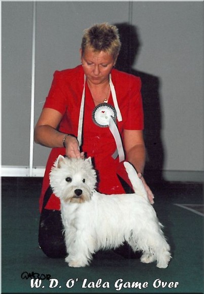 White Diamant O'La La Game Over | West Highland White Terrier 