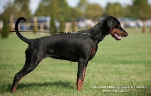 Swedish Pride Arielle d'Amour | Black Doberman Pinscher