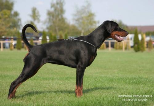 Swedish Pride Azelia | Black Doberman Pinscher