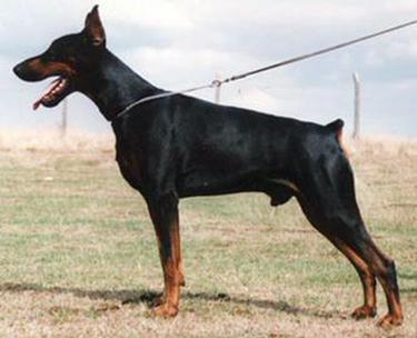 Primo Pride v.'t Sabbatsveld | Black Doberman Pinscher