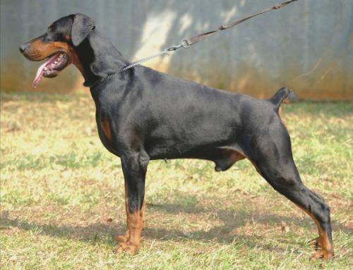 Mahatma-Valindia de la Villa Valiano | Black Doberman Pinscher