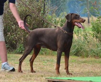 Hawana v.d. Zonser Heide | Brown Doberman Pinscher