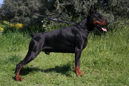 Brin od Stevanovica | Black Doberman Pinscher