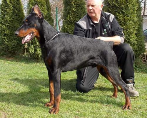 Massimo Casa Di Zorzzi | Black Doberman Pinscher