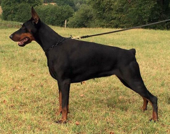 Agata Aloys d'Islamorada | Black Doberman Pinscher