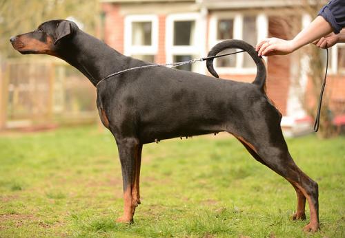 Newfords One Vision | Black Doberman Pinscher