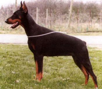 Qualizza v.'t Sabbatsveld | Black Doberman Pinscher