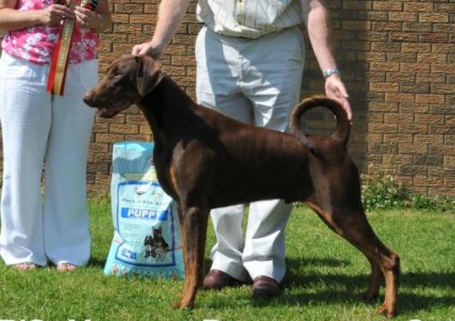 Amazon Da Vinci | Brown Doberman Pinscher