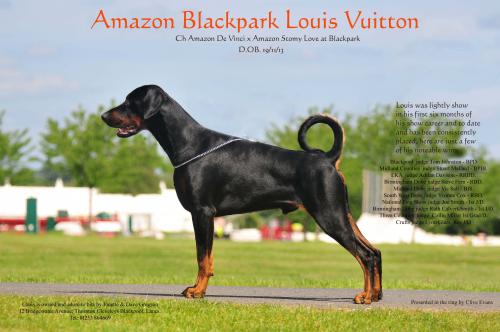 Amazon Blackpark Louis Vuitton | Black Doberman Pinscher