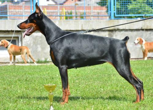 Sparta di Unreachables | Black Doberman Pinscher