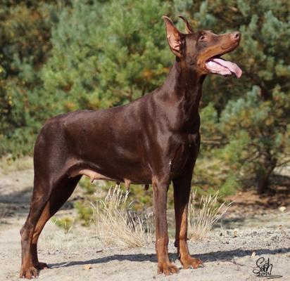 Golden Granite Unreachables | Brown Doberman Pinscher