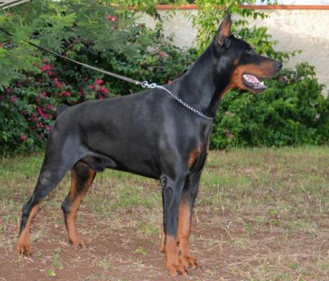 Prinz Made In Sicily | Black Doberman Pinscher