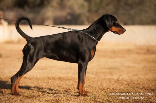 Isis Silvana da Casa Runeli | Black Doberman Pinscher