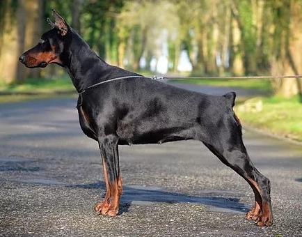 Enigma del Nasi | Black Doberman Pinscher