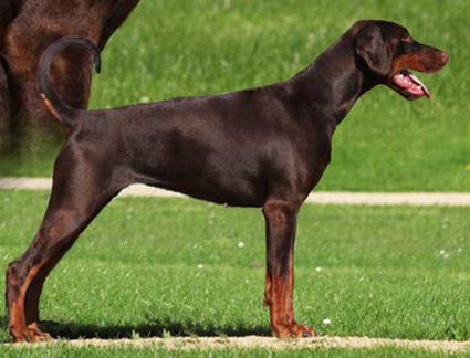 Esprit v. Hohenzollern | Brown Doberman Pinscher