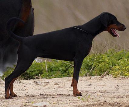 Gucci v. Hohenzollern | Black Doberman Pinscher