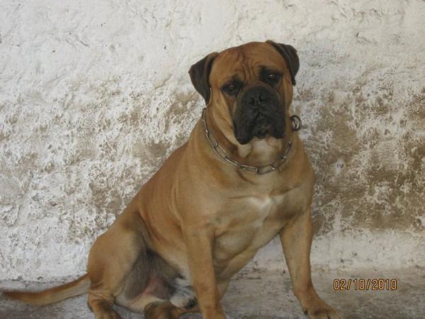 BABY KING DE KRUPP DE ESCOBAR | Bullmastiff 