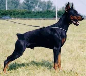 Wanja Wandor v. Stevinhage | Black Doberman Pinscher