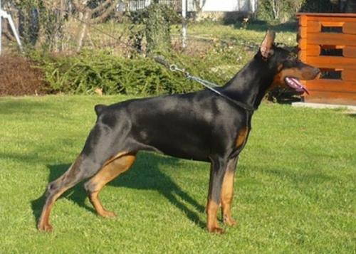 Nala v. Walley | Black Doberman Pinscher