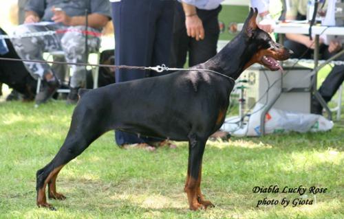 Diabla Lucky Rose | Black Doberman Pinscher