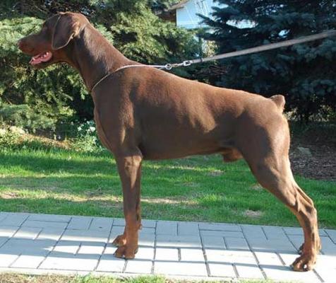 Eria Pro Quantass Quartz | Brown Doberman Pinscher