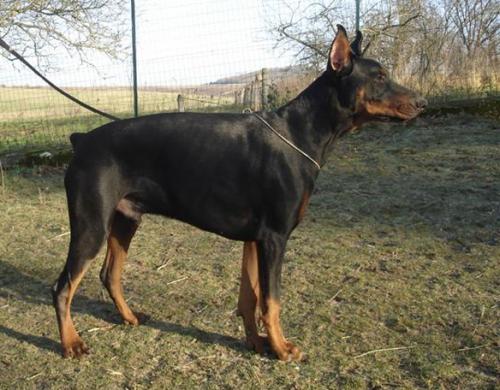 Usthon Preston v. Jahrestal | Black Doberman Pinscher