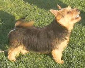 Nepomuk Von Den Zwei Eichen | Norwich Terrier 