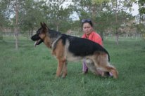 Zolotoi Karib | German Shepherd Dog 
