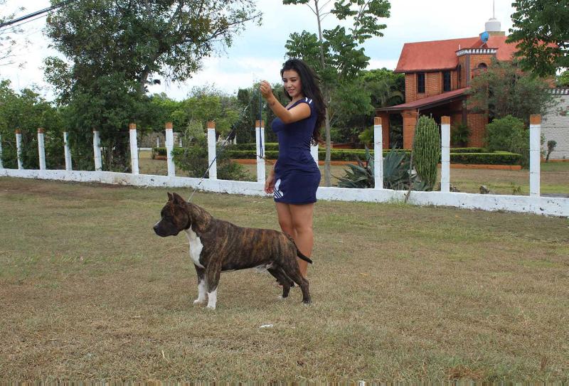 John Senna Cardenas | American Staffordshire Terrier 