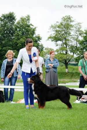 Justina Elit Haus Loly | Bernese Mountain Dog 