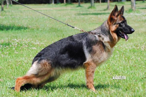 Madegras Wendy | German Shepherd Dog 