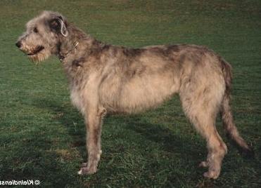 Nena von der Oelmühle | Irish Wolfhound 