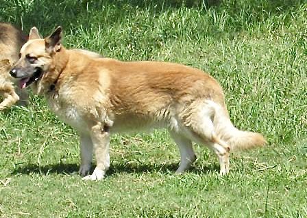 Micah Von Der rain | German Shepherd Dog 