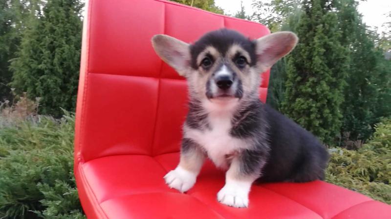 CAMELOT BRIGHT | Pembroke Welsh Corgi 
