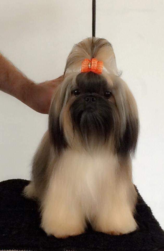 PEPPER´S GIRL ON FIRE | Shih Tzu 