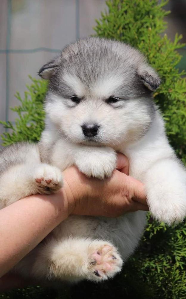 HARISMA | Alaskan Malamute 