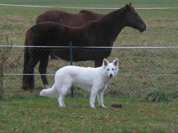 Aisha vom Weissen Wächter | White Swiss Shepherd Dog 