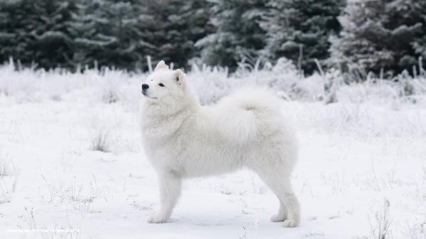 Polka Tedi Bear iz Moskovskoy Metely | Samoyed 