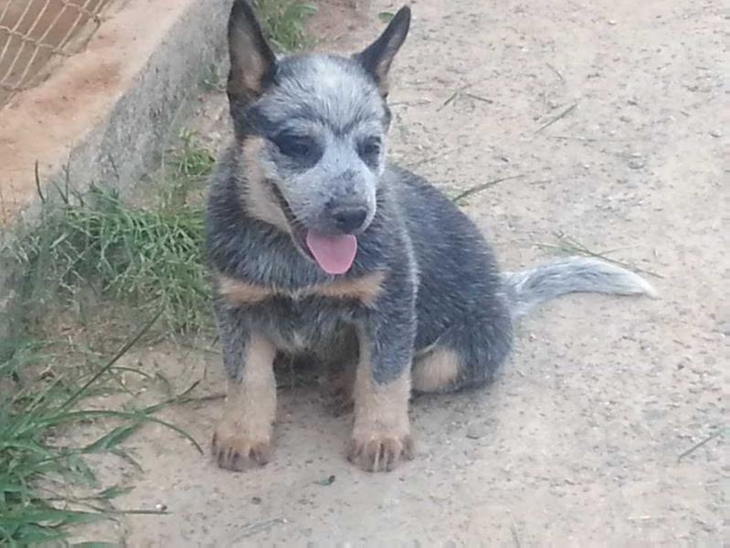 POLO HEELER SELIVON | Australian Cattle Dog 