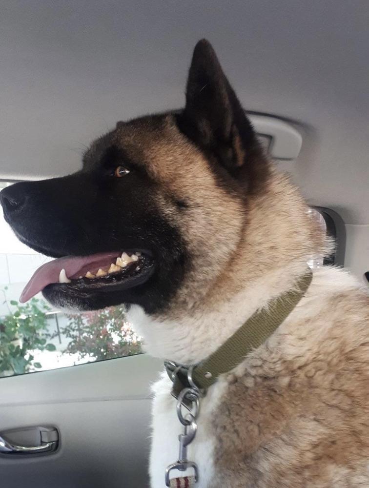 Terra Alex Okros Velidan | Akita 