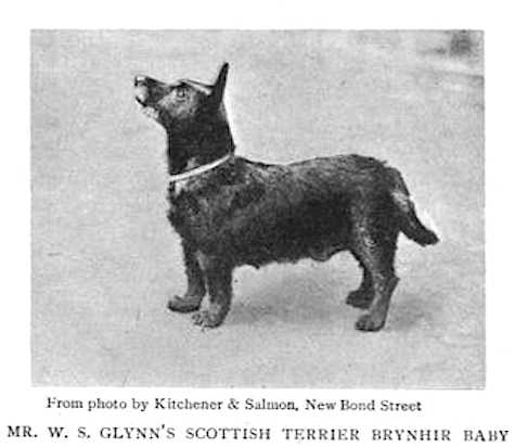 Brynhir Baby | Scottish Terrier 