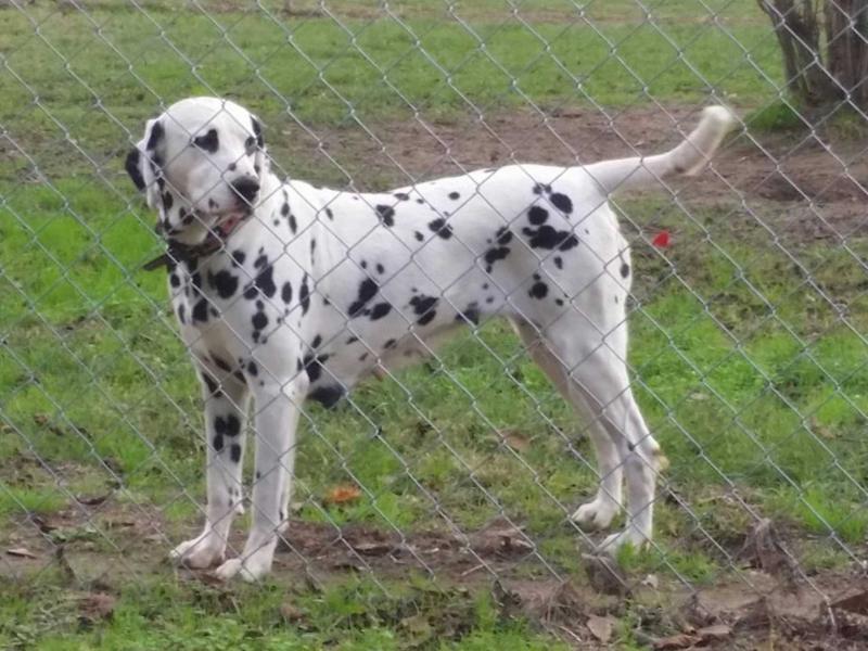 Rock N Roll Dove | Dalmatian 