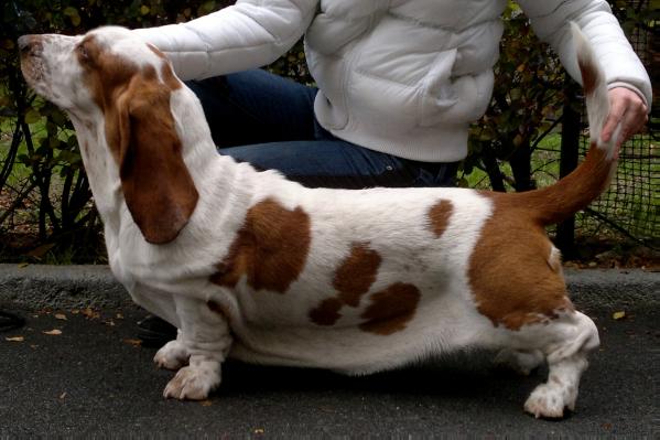 Hall of Desire du Clos Dominant | Basset Hound 